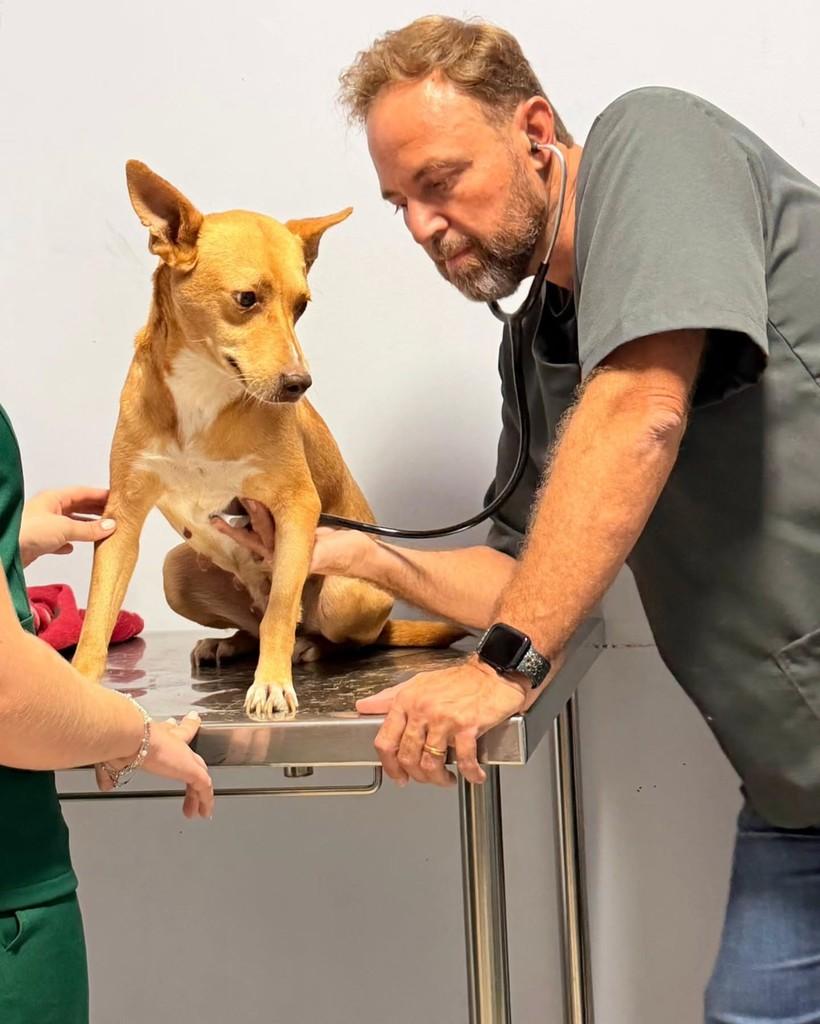Ela, cachorro de porte pequeno para adoção em Itapetininga - SP