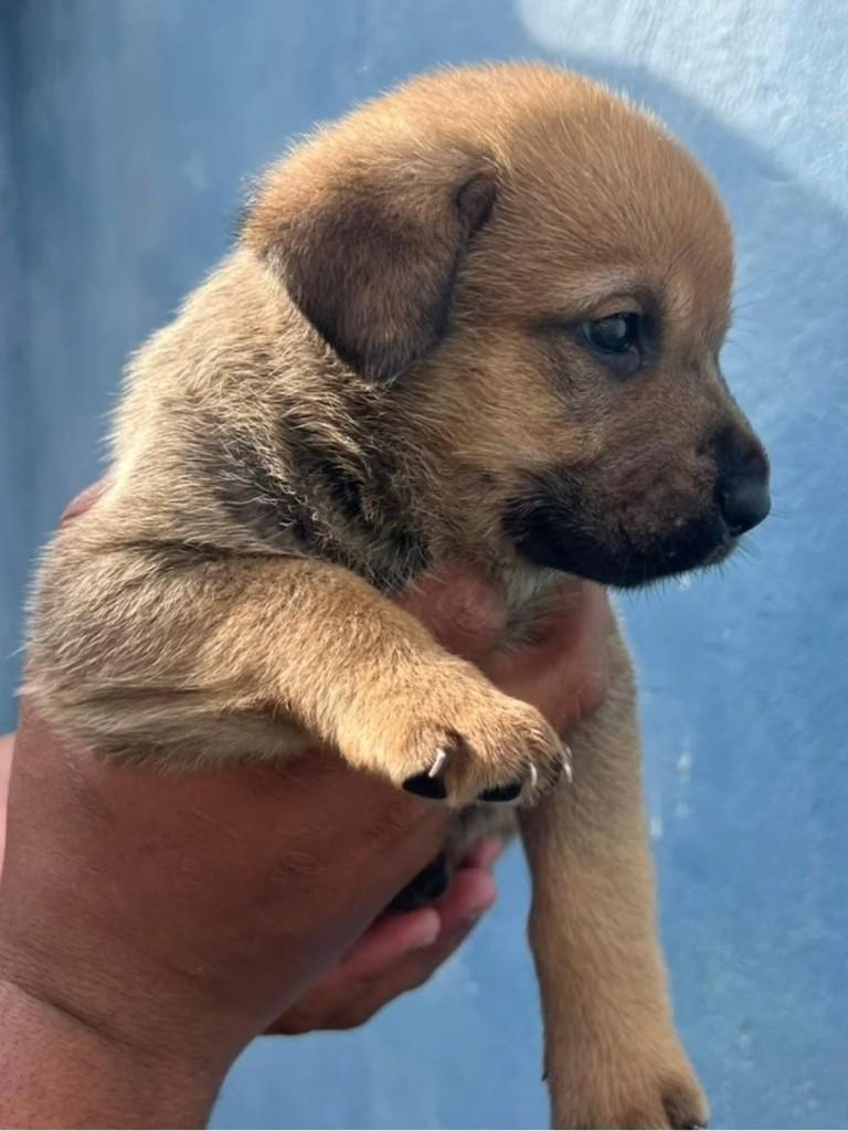 Boa Sorte, cachorro de porte pequeno para adoção em Itapetininga - SP