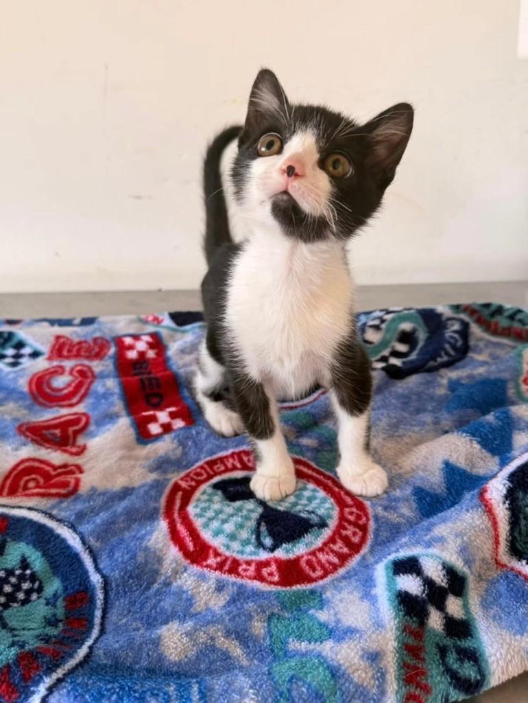 Tupy, gato de porte pequeno para adoção em Itapetininga - SP