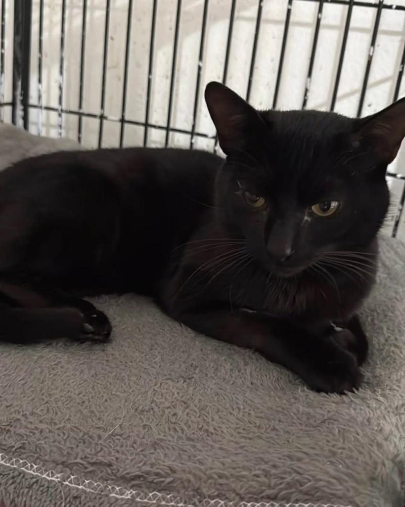 Banguela, gato de porte médio para adoção em Itapetininga - SP
