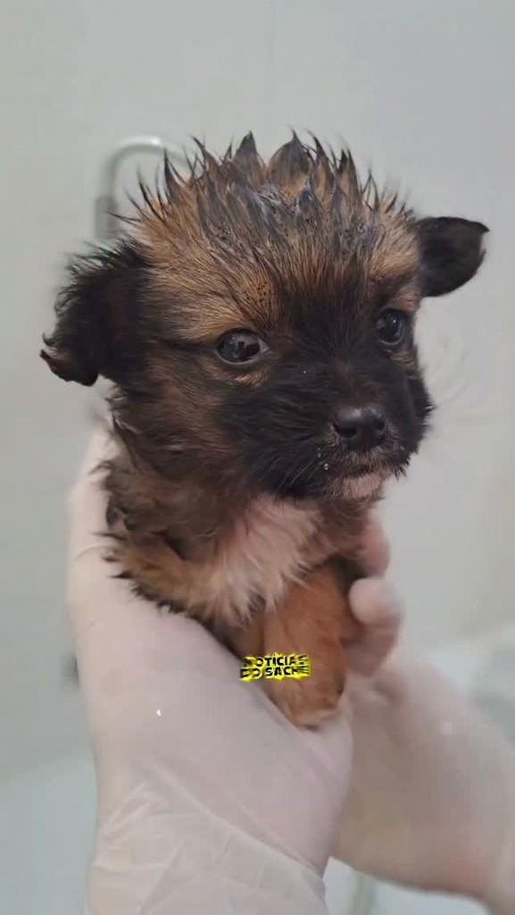 Miguel, cachorro de porte pequeno para adoção em Itapetininga - SP