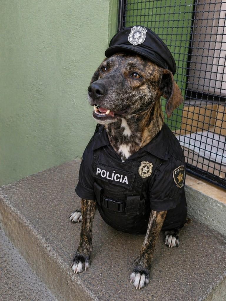 Lua, cadela de porte grande para adoção em Itapira - SP