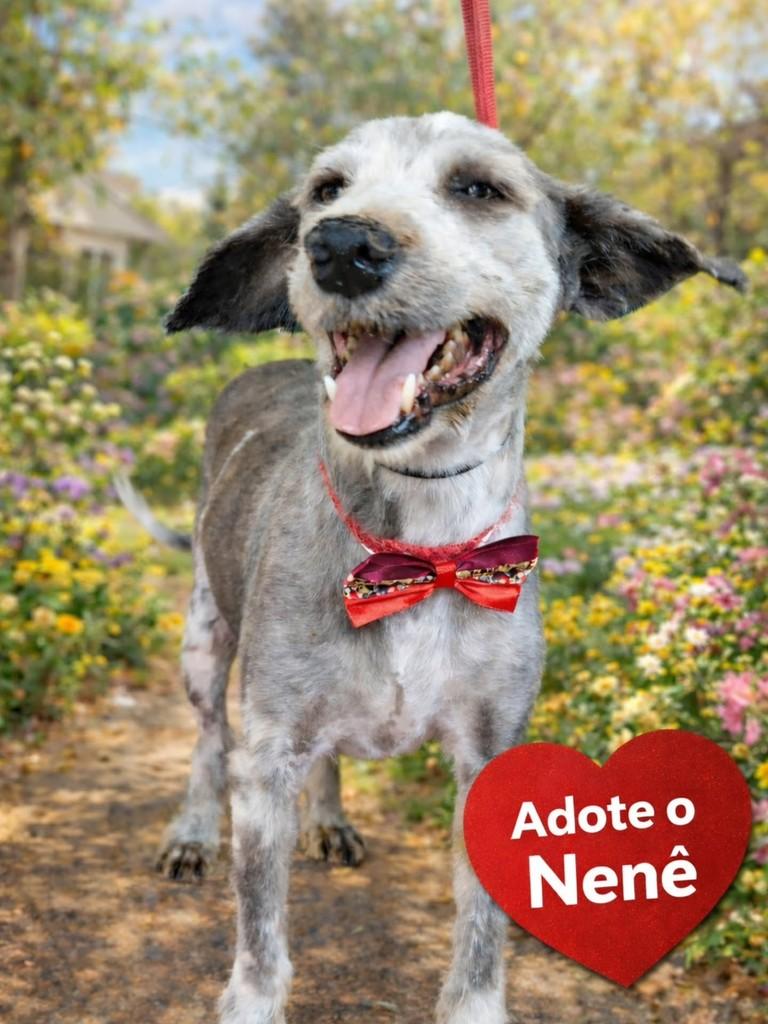 Nené, cachorro de porte médio para adoção em Itapira - SP
