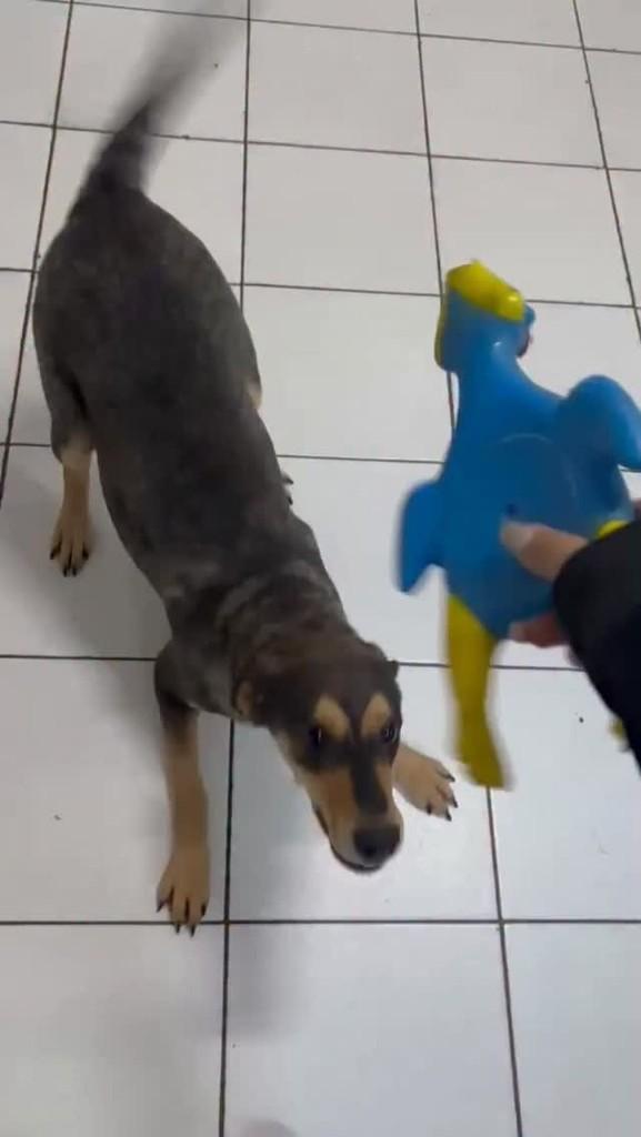 Carla Cristina, cachorro de porte pequeno para adoção em São Paulo - SP