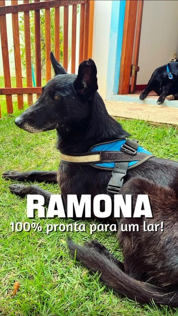 Ramona, cachorro de porte médio para adoção em Piracicaba - SP