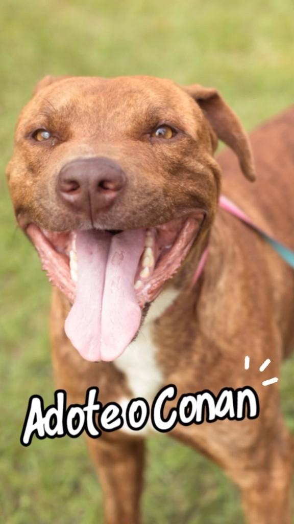 Conan, cachorro de porte médio para adoção em Piracicaba - SP