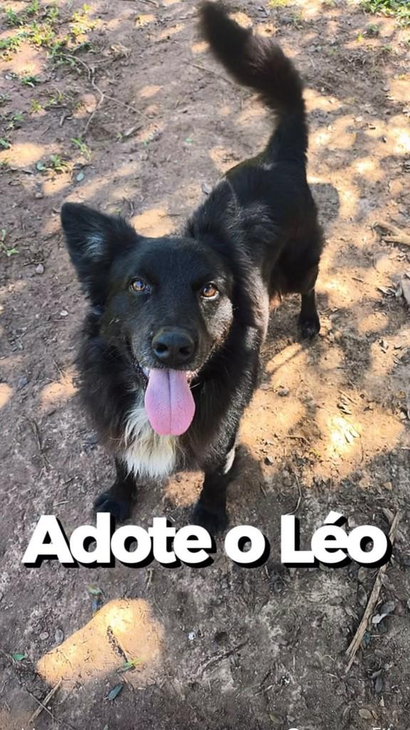Léo, cachorro de porte médio para adoção em Piracicaba - SP