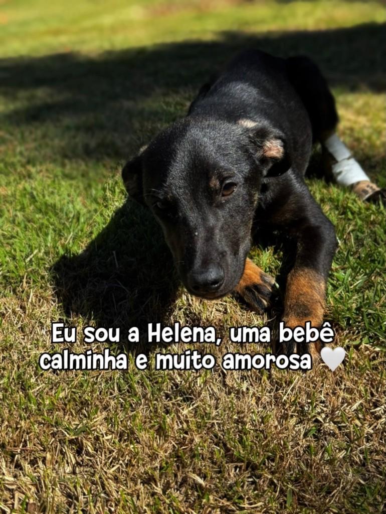 Helena, cachorro de porte pequeno para adoção em Piracicaba - SP