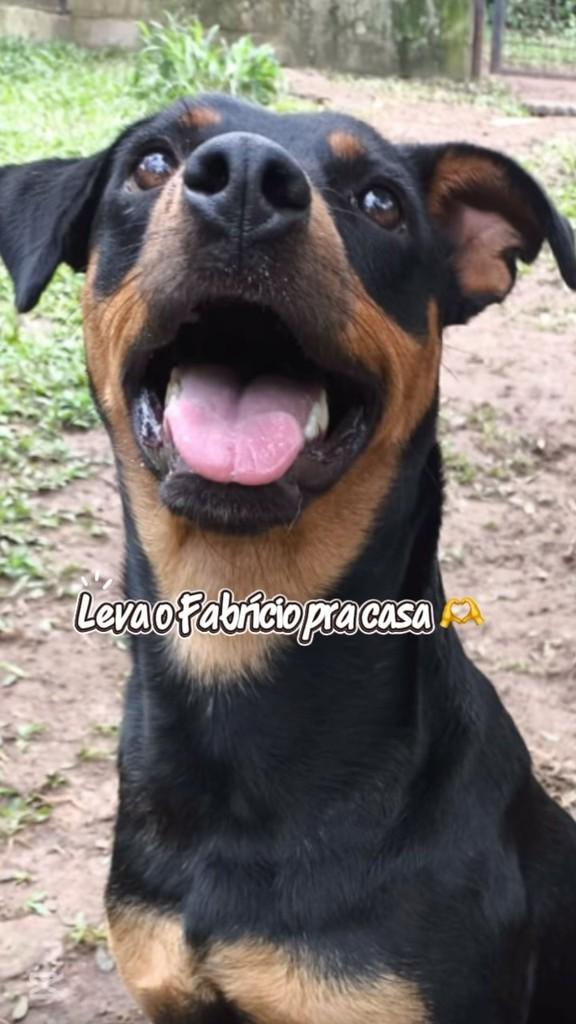 Fabrício, cachorro de porte médio para adoção em Piracicaba - SP