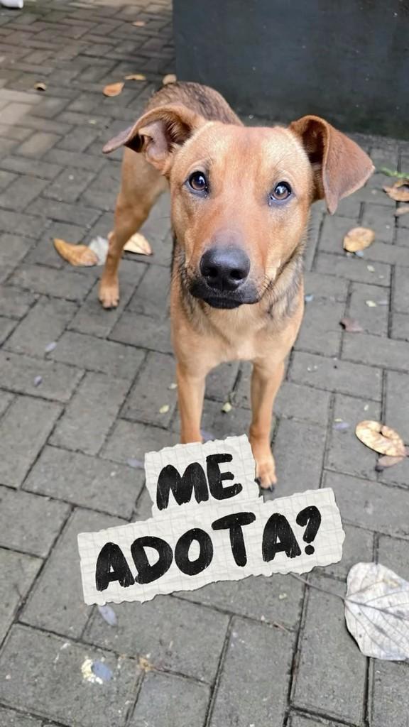 Sérgio, cachorro de porte médio para adoção em Piracicaba - SP