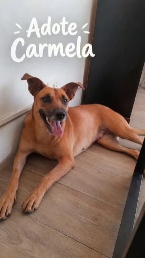 Carmela, cadela de porte médio para adoção em Piracicaba - SP