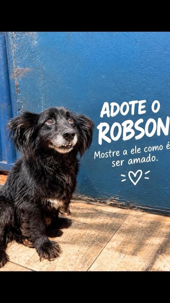 Robson, cachorro de porte médio para adoção em Piracicaba - SP