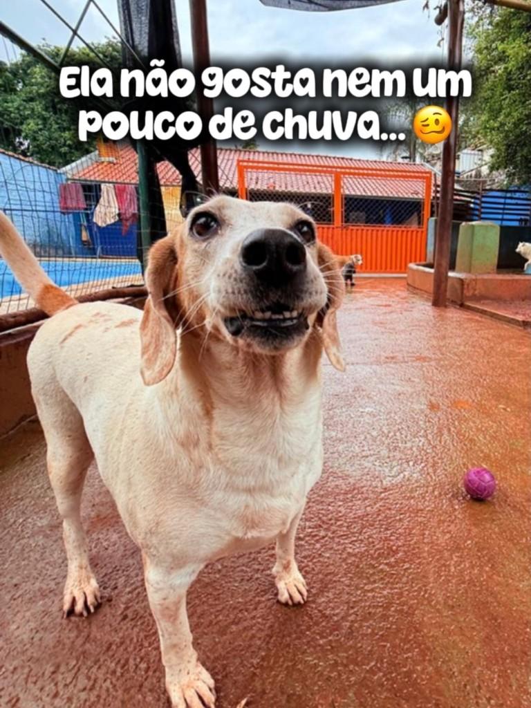 Valzinha, cadela de porte médio para adoção em Piracicaba - SP