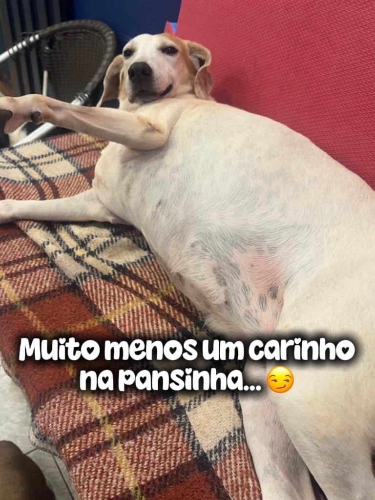 Valzinha, cadela de porte médio para adoção em Piracicaba - SP — foto 2 de 5