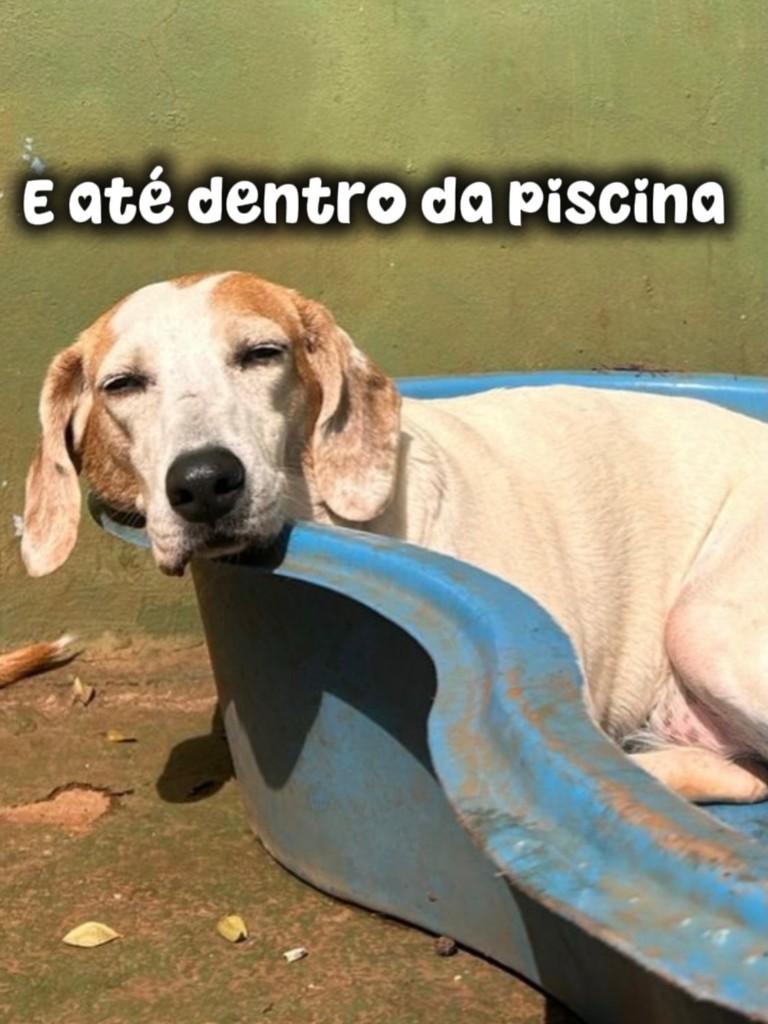 Valzinha, cadela de porte médio para adoção em Piracicaba - SP — foto 3 de 5