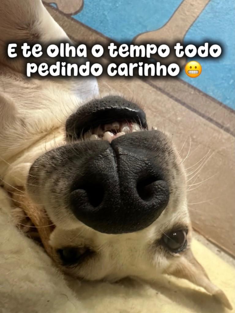 Valzinha, cadela de porte médio para adoção em Piracicaba - SP — foto 5 de 5