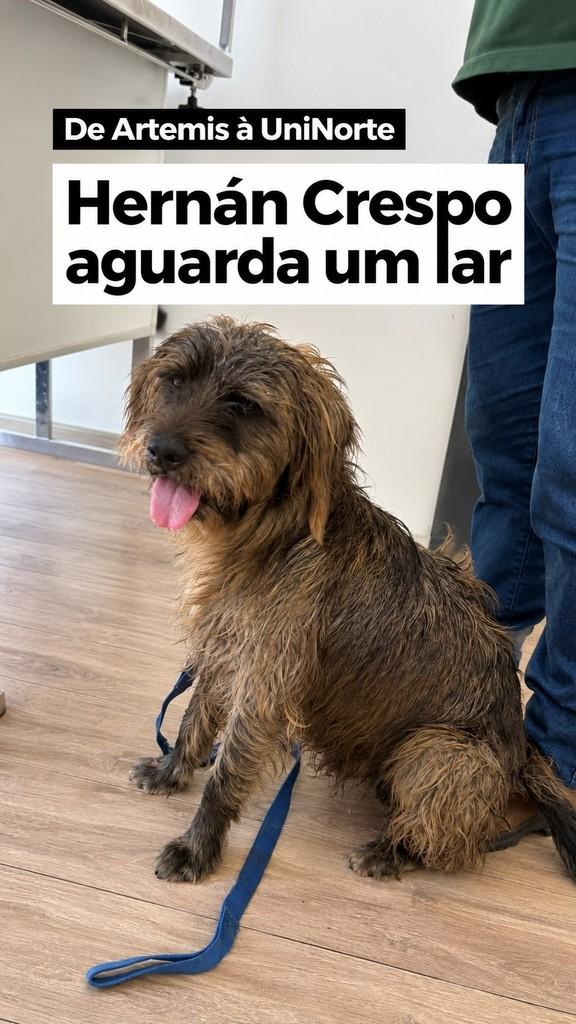 Hernán Crespo, cachorro de porte médio para adoção em Piracicaba - SP