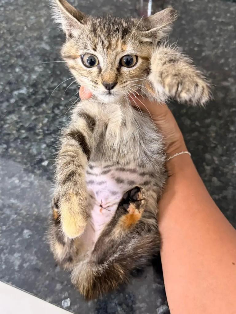Pitica, gata de porte pequeno para adoção em Itabuna - BA