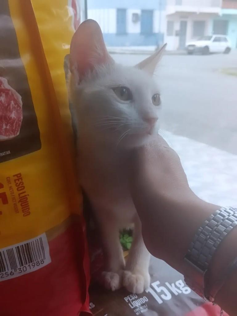 Luan, gato de porte pequeno para adoção em Itabuna - BA