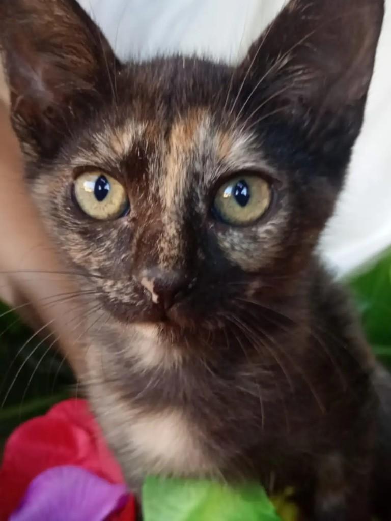 Escaminha, gata de porte pequeno para adoção em Itabuna - BA