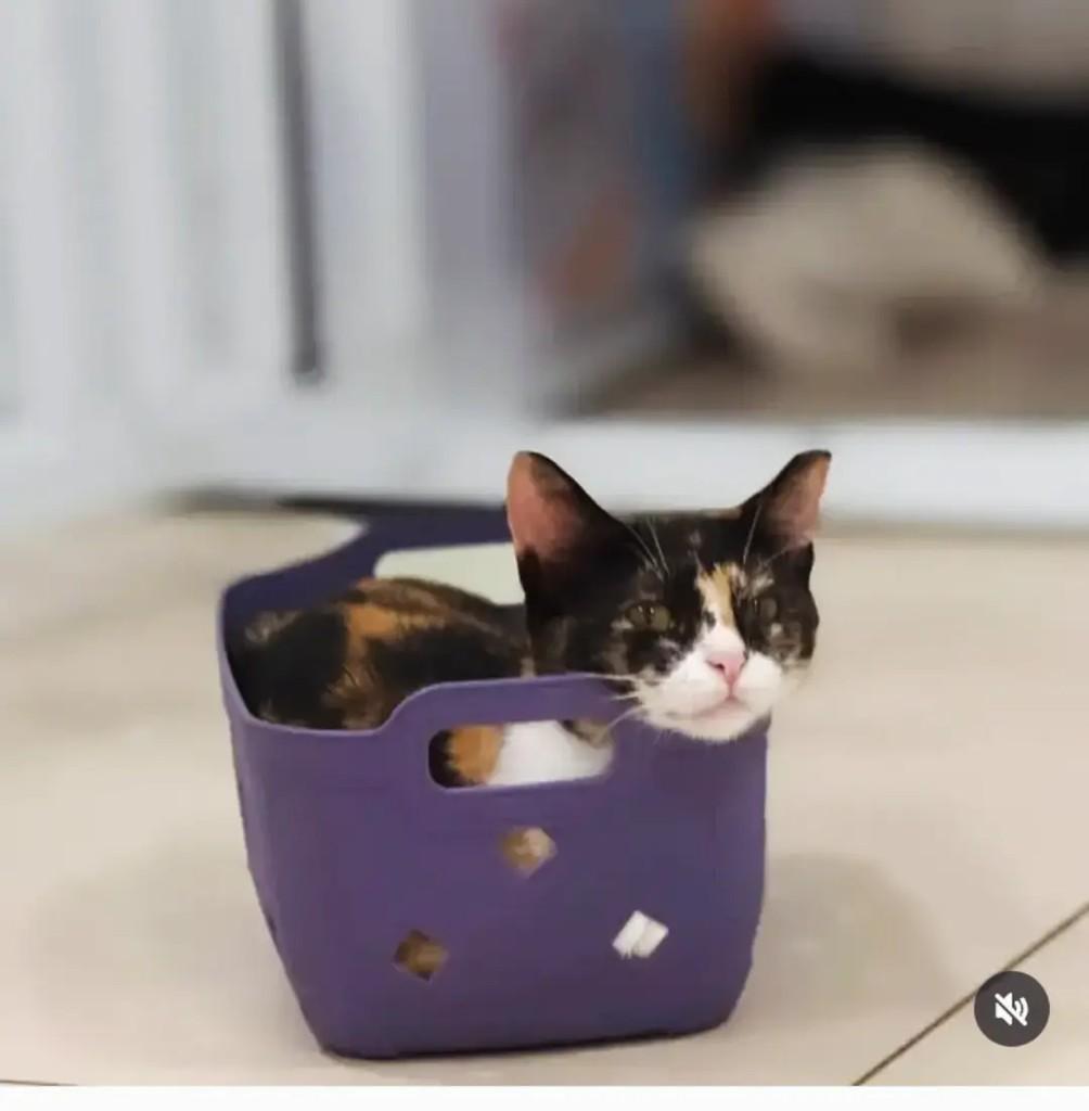 Duda, gata de porte pequeno para adoção em Itabuna - BA