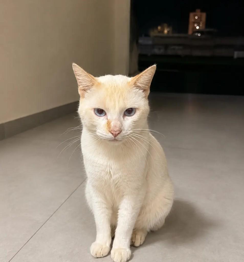 Galeguinho, gato de porte pequeno para adoção em Itabuna - BA