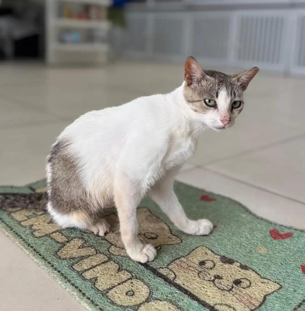 Gigi, gato de porte pequeno para adoção em Itabuna - BA