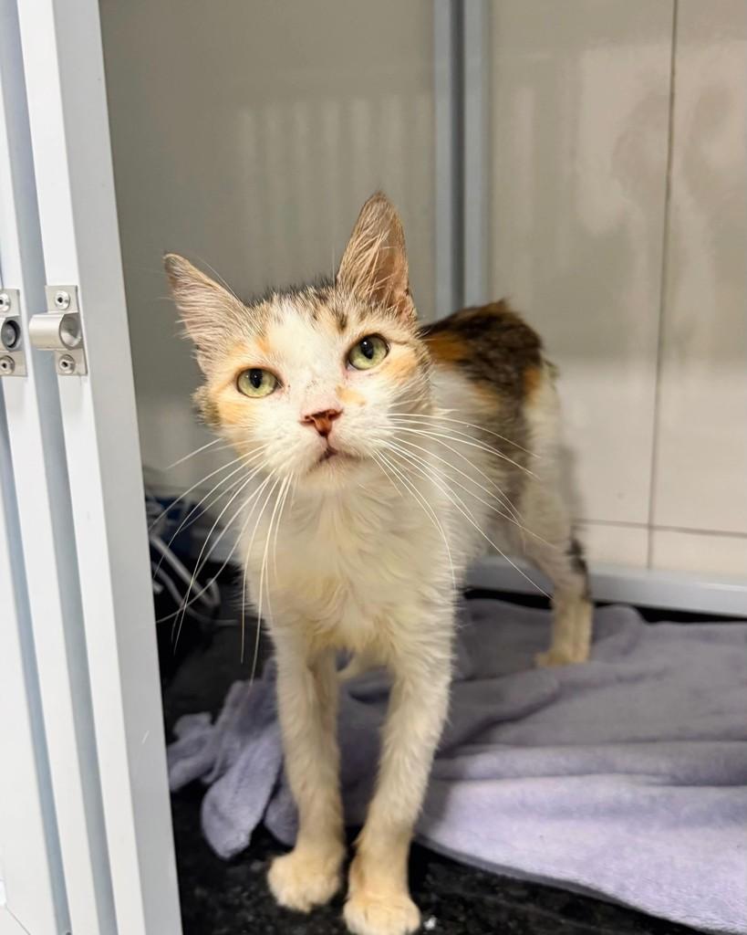 Saori, gata de porte pequeno para adoção em Itabuna - BA