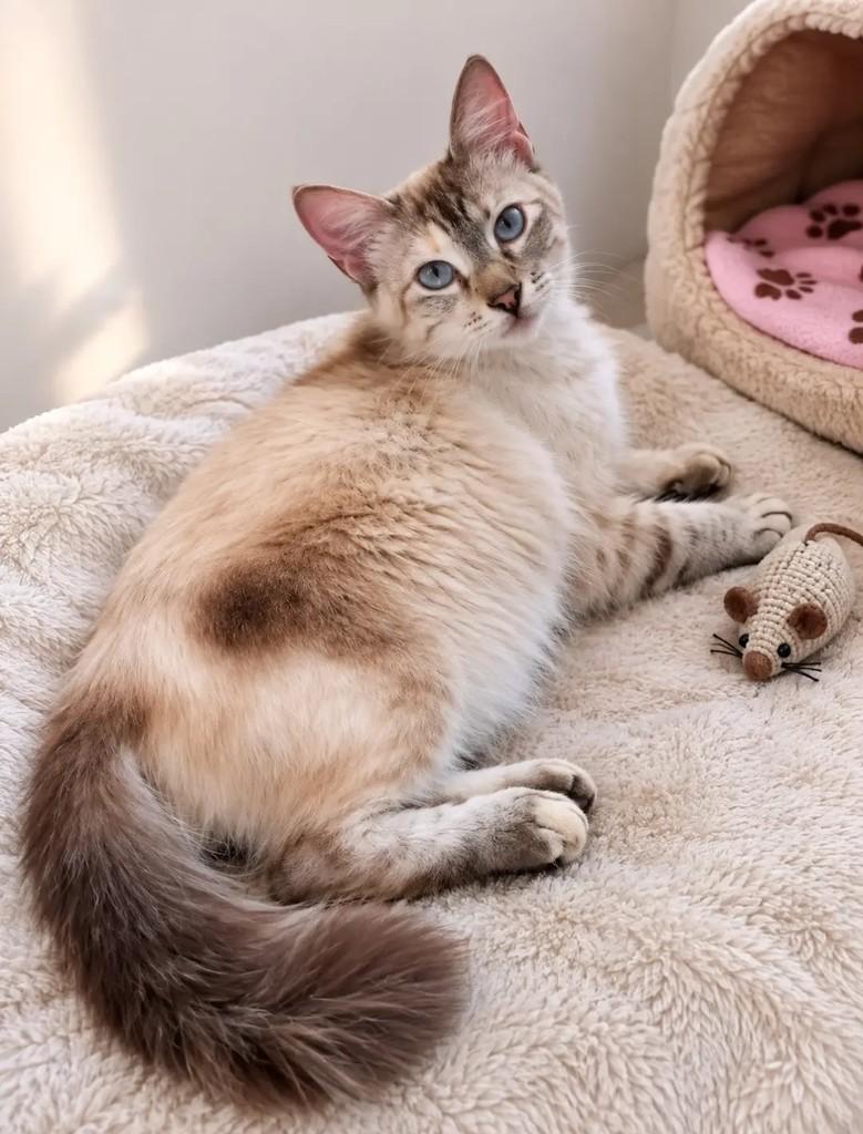 Lily, gata de porte pequeno para adoção em Itabuna - BA