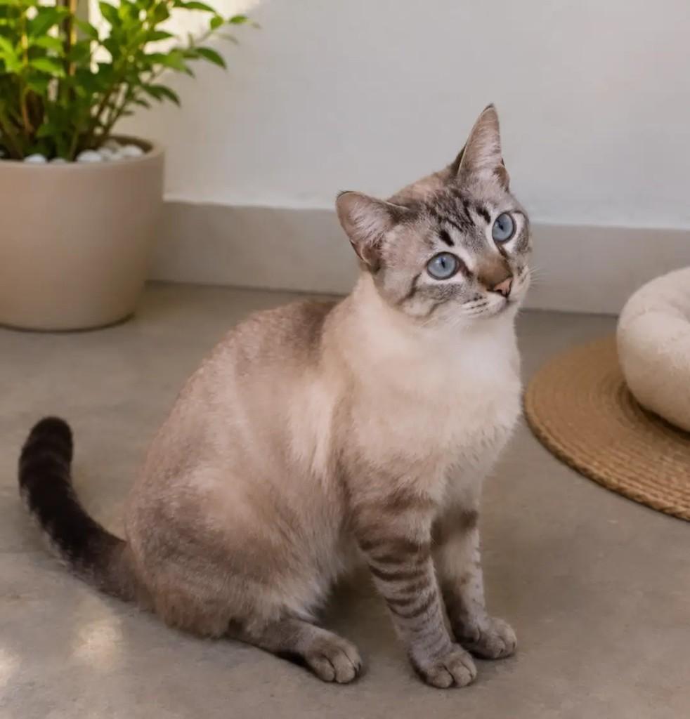 Jolie, gata de porte médio para adoção em Itabuna - BA
