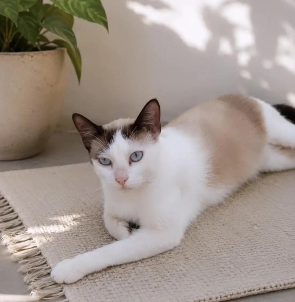 Marrie, gata de porte médio para adoção em Itabuna - BA