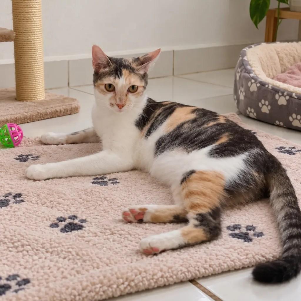 Lila, gata de porte médio para adoção em Itabuna - BA
