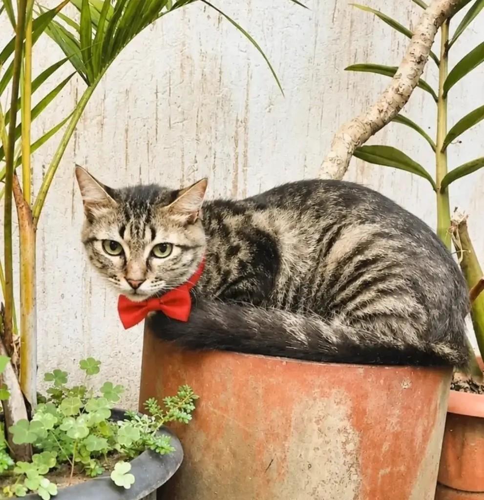 Xaninha, gata de porte médio para adoção em Itabuna - BA