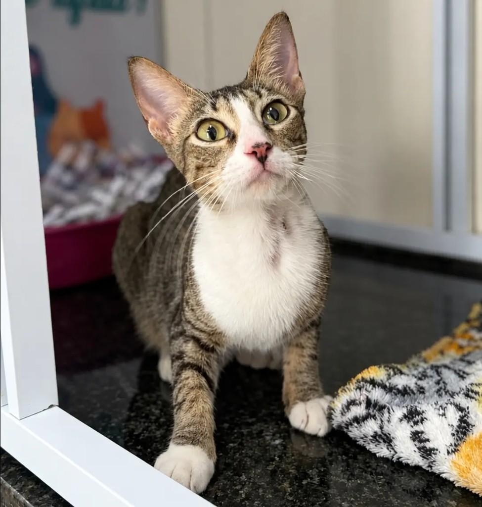Pipoca, gato de porte pequeno para adoção em Itabuna - BA