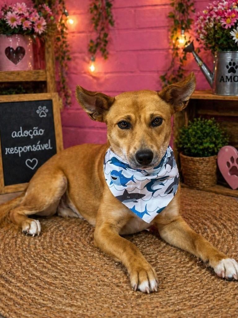 Caramelo, cachorro de porte médio para adoção em Nova Petrópolis - RS