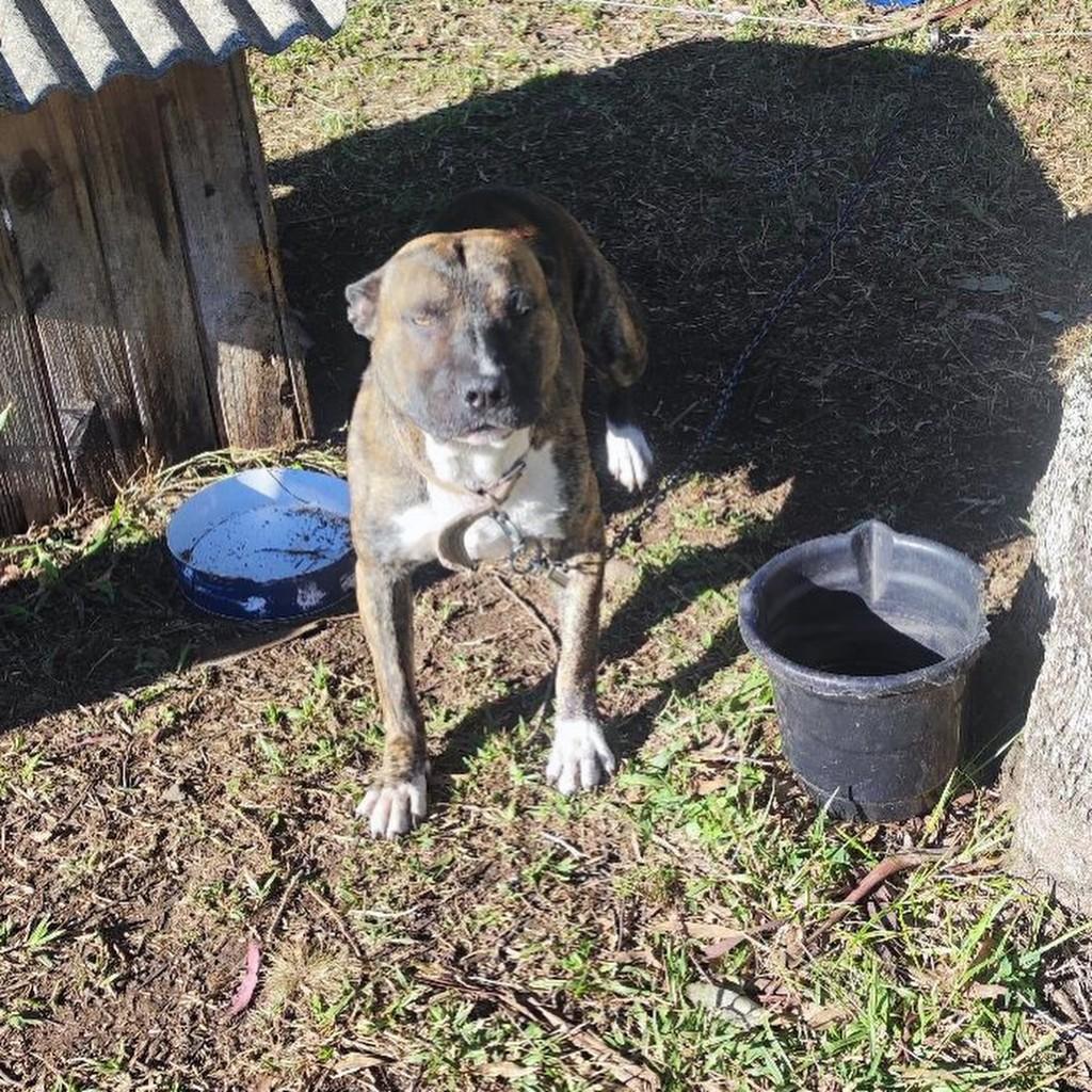 Brutus, cachorro de porte médio para adoção em Nova Petrópolis - RS