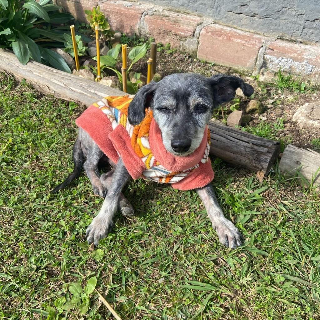 Brigadeiro, cachorro de porte pequeno para adoção em Nova Petrópolis - RS