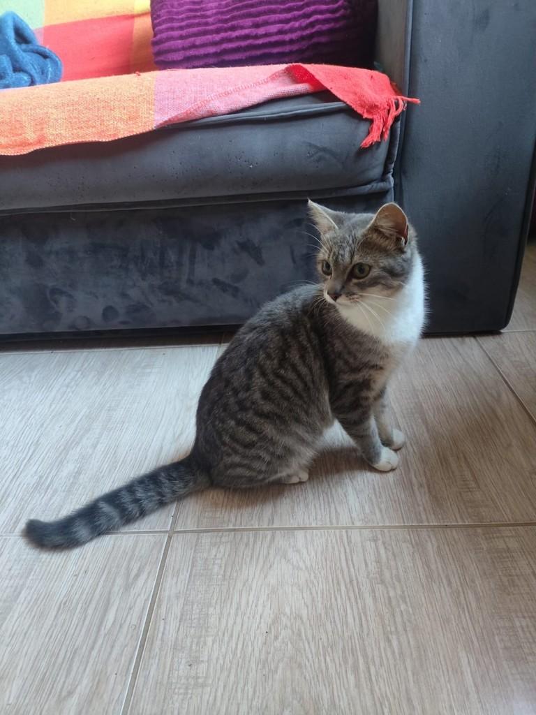 Nyx, gato de porte pequeno para adoção em Nova Petrópolis - RS