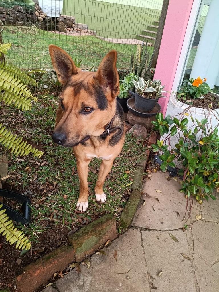 Pretinho, cachorro de porte médio para adoção em Nova Petrópolis - RS