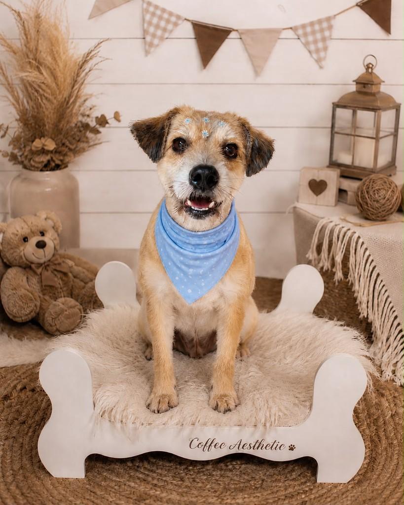 Cookie, cachorro de porte pequeno para adoção em Nova Petrópolis - RS
