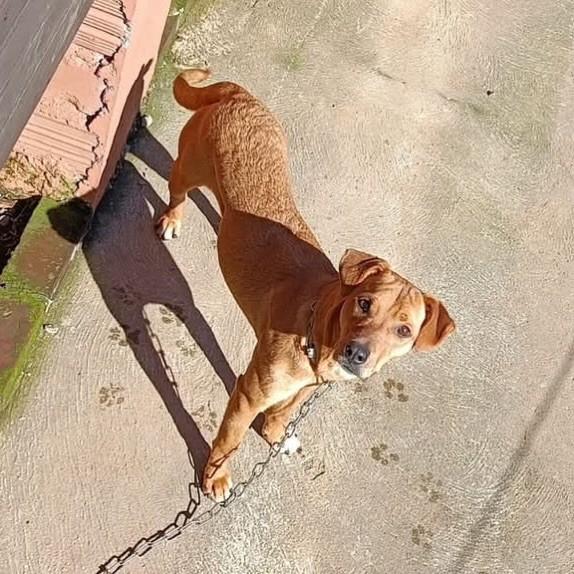 Athena, cadela de porte médio para adoção em Nova Petrópolis - RS