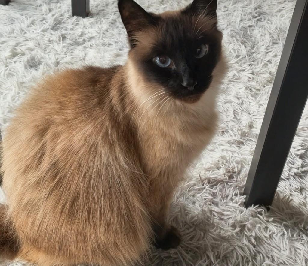 Mari, gata de porte médio para adoção em Nova Petrópolis - RS