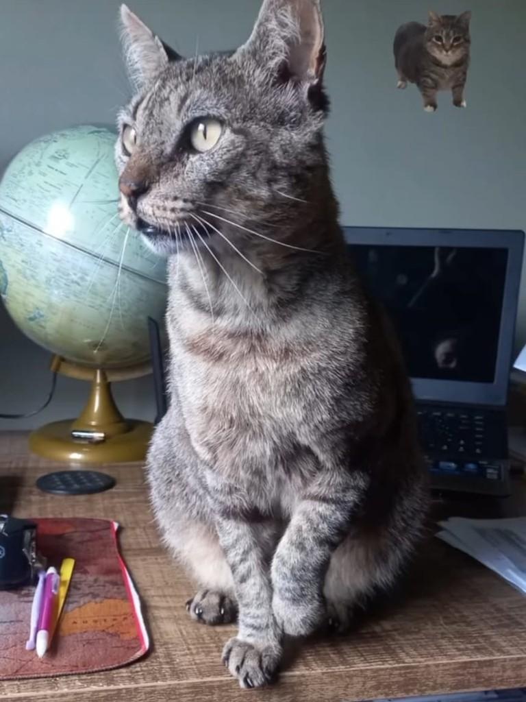 Tigrão, gato de porte médio para adoção em Nova Petrópolis - RS