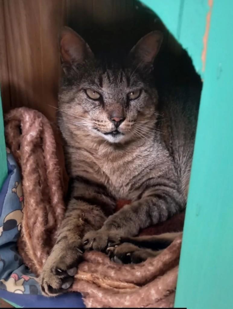 Tigrão, gato de porte médio para adoção em Nova Petrópolis - RS — foto 2 de 4