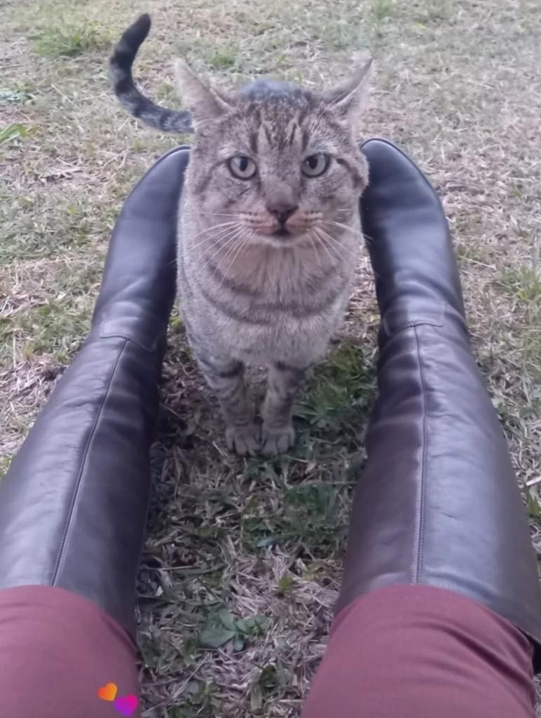 Tigrão, gato de porte médio para adoção em Nova Petrópolis - RS — foto 3 de 4