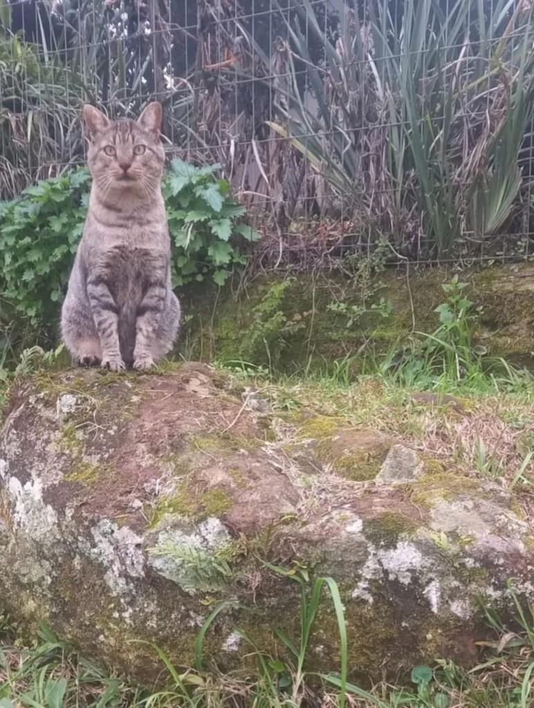 Tigrão, gato de porte médio para adoção em Nova Petrópolis - RS — foto 4 de 4