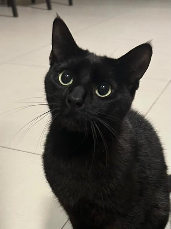 Robin, gata de porte pequeno para adoção em Nova Petrópolis - RS