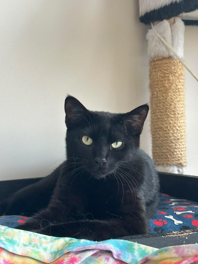 Robin, gata de porte pequeno para adoção em Nova Petrópolis - RS — foto 2 de 4