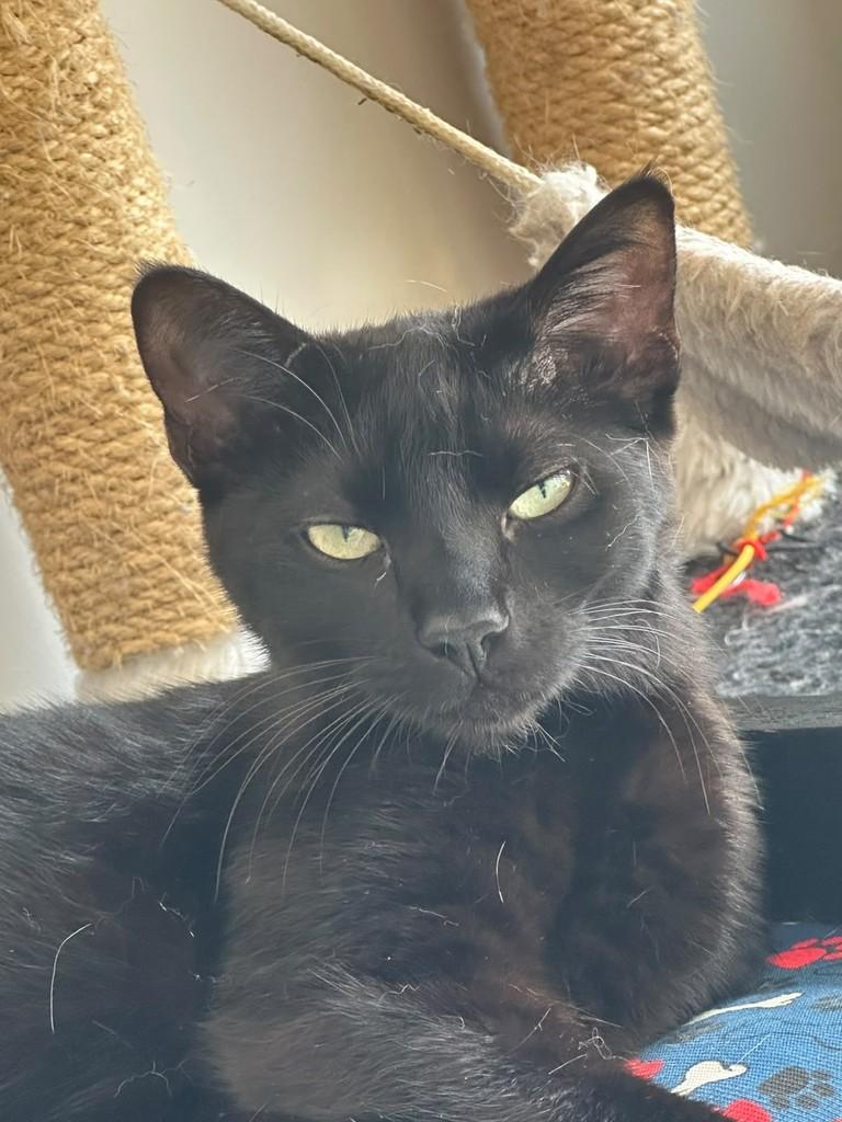 Robin, gata de porte pequeno para adoção em Nova Petrópolis - RS — foto 3 de 4