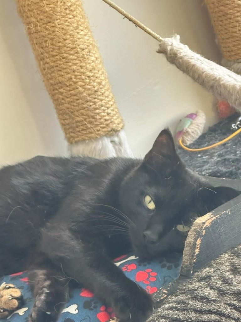 Robin, gata de porte pequeno para adoção em Nova Petrópolis - RS — foto 4 de 4